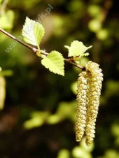 Betula verrucosa ( pendula ) 'Golden Clouds' 